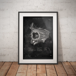Die Augen Anatomie - Chalkboard - Animus Medicus GmbH