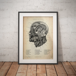 Die Gesicht Anatomie - Animus Medicus GmbH