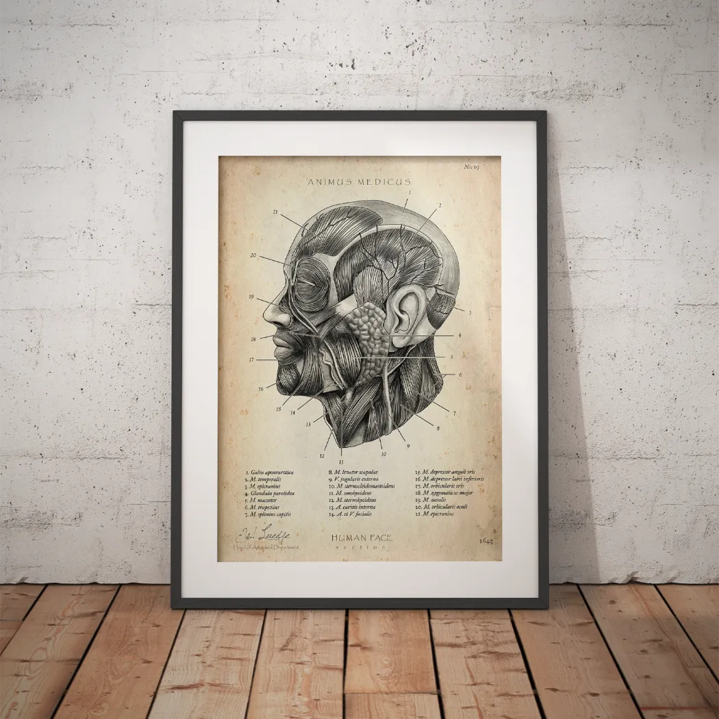 Die Gesicht Anatomie - Animus Medicus GmbH