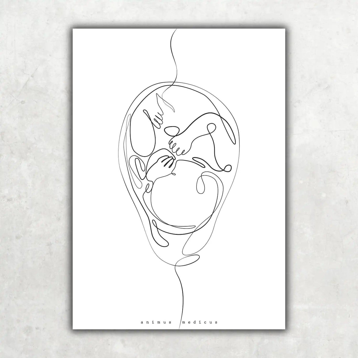 Fetus Anatomie Minimalist - Animus Medicus GmbH