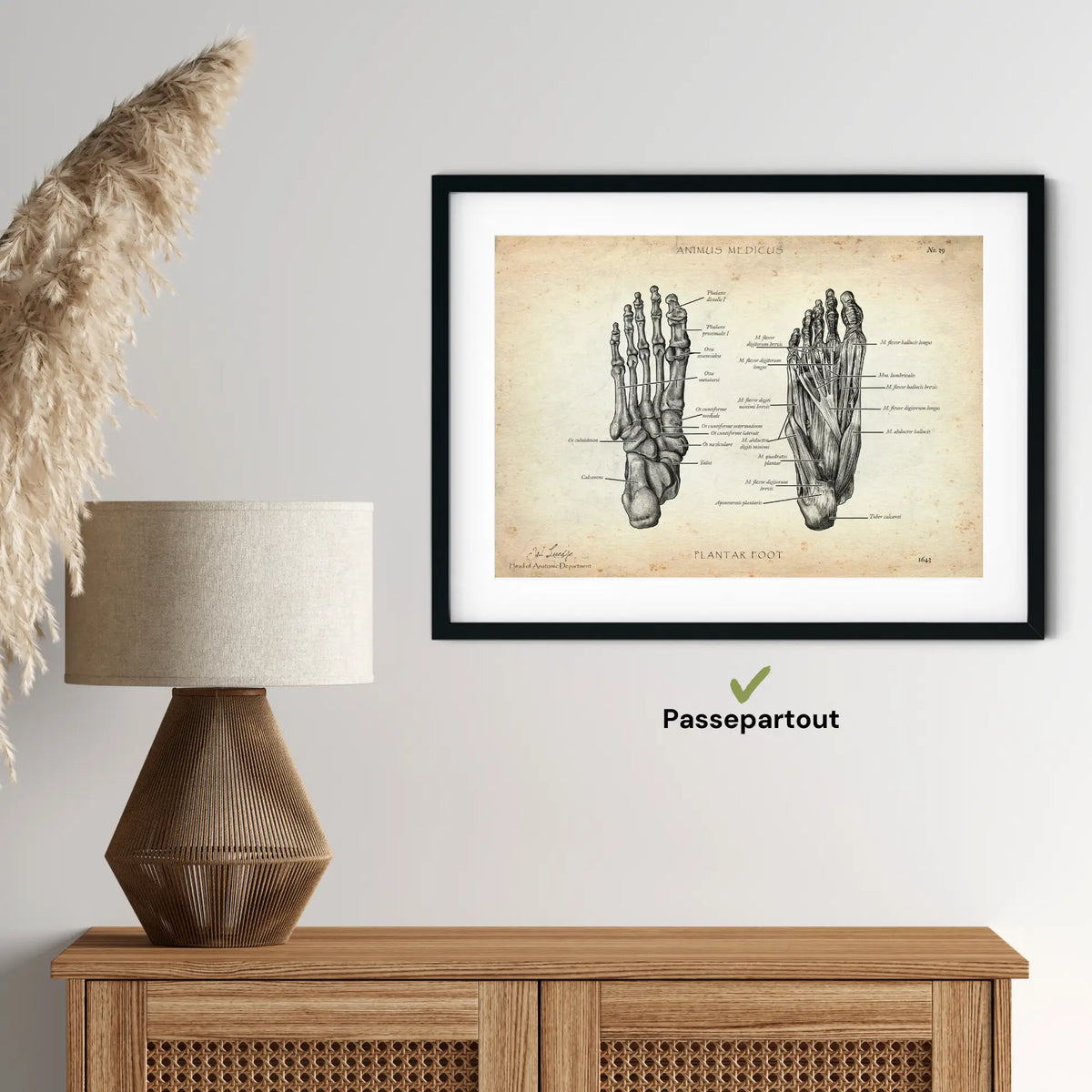 Fuß Anatomie | Knochen und Muskeln - Animus Medicus GmbH