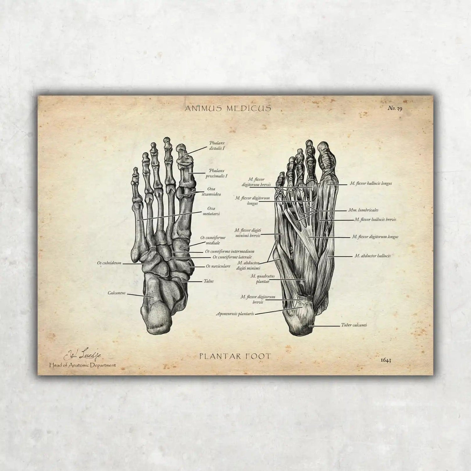 Fuß Anatomie | Knochen und Muskeln - Animus Medicus GmbH