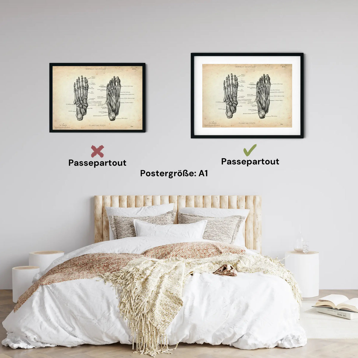 Fuß Anatomie | Knochen und Muskeln - Animus Medicus GmbH