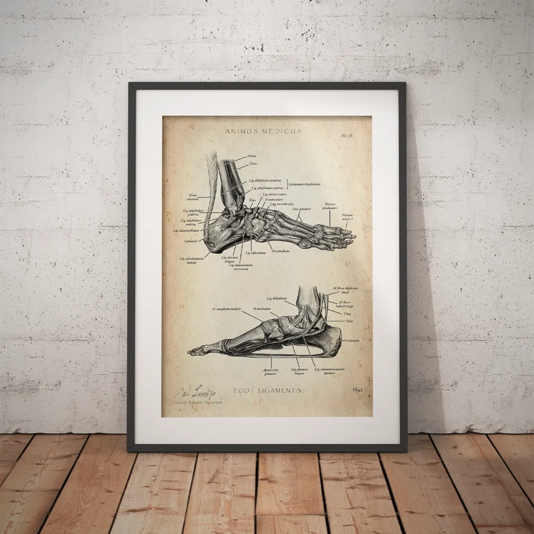 Fuß Bänder - Animus Medicus GmbH