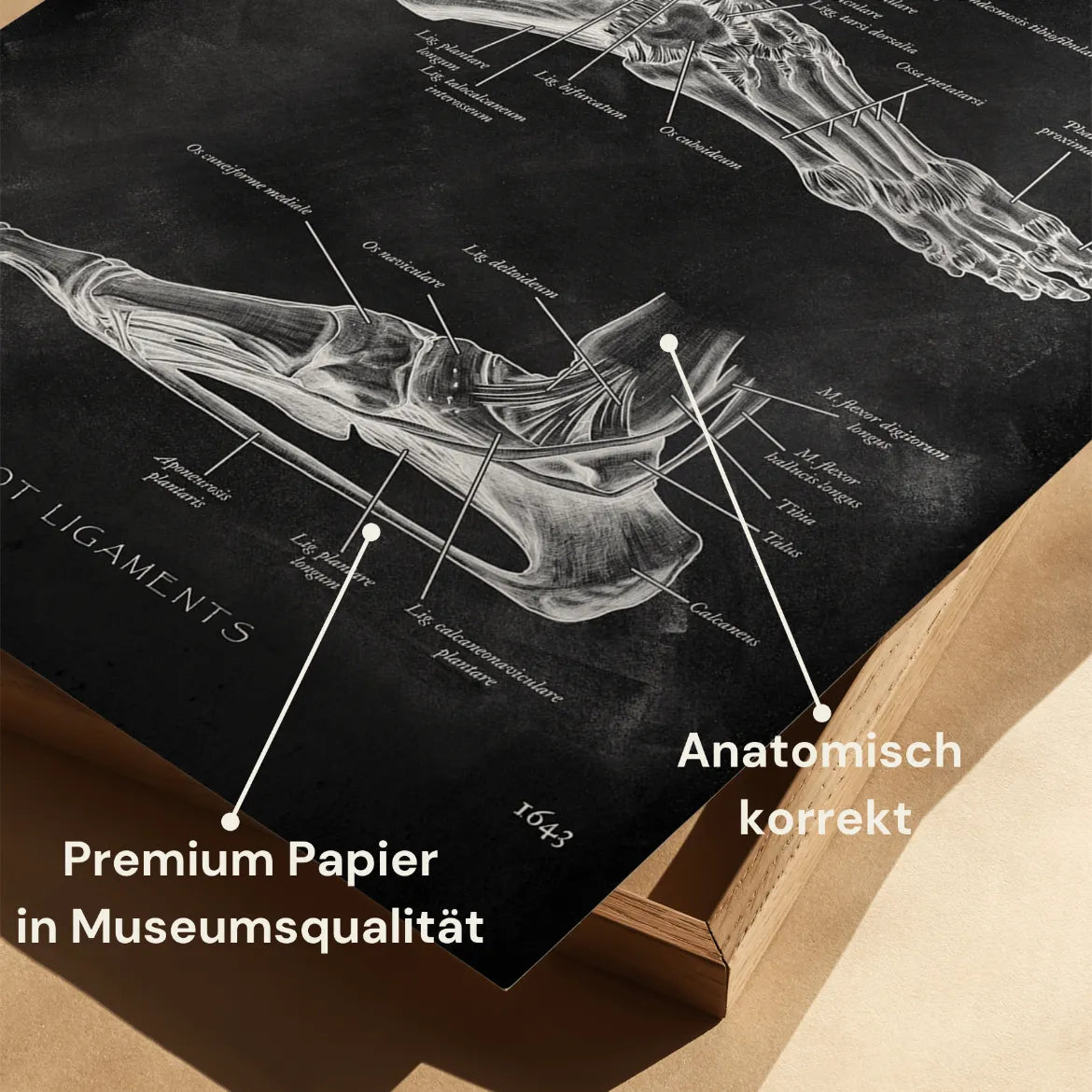 Fuß Bänder - Chalkboard - Animus Medicus GmbH