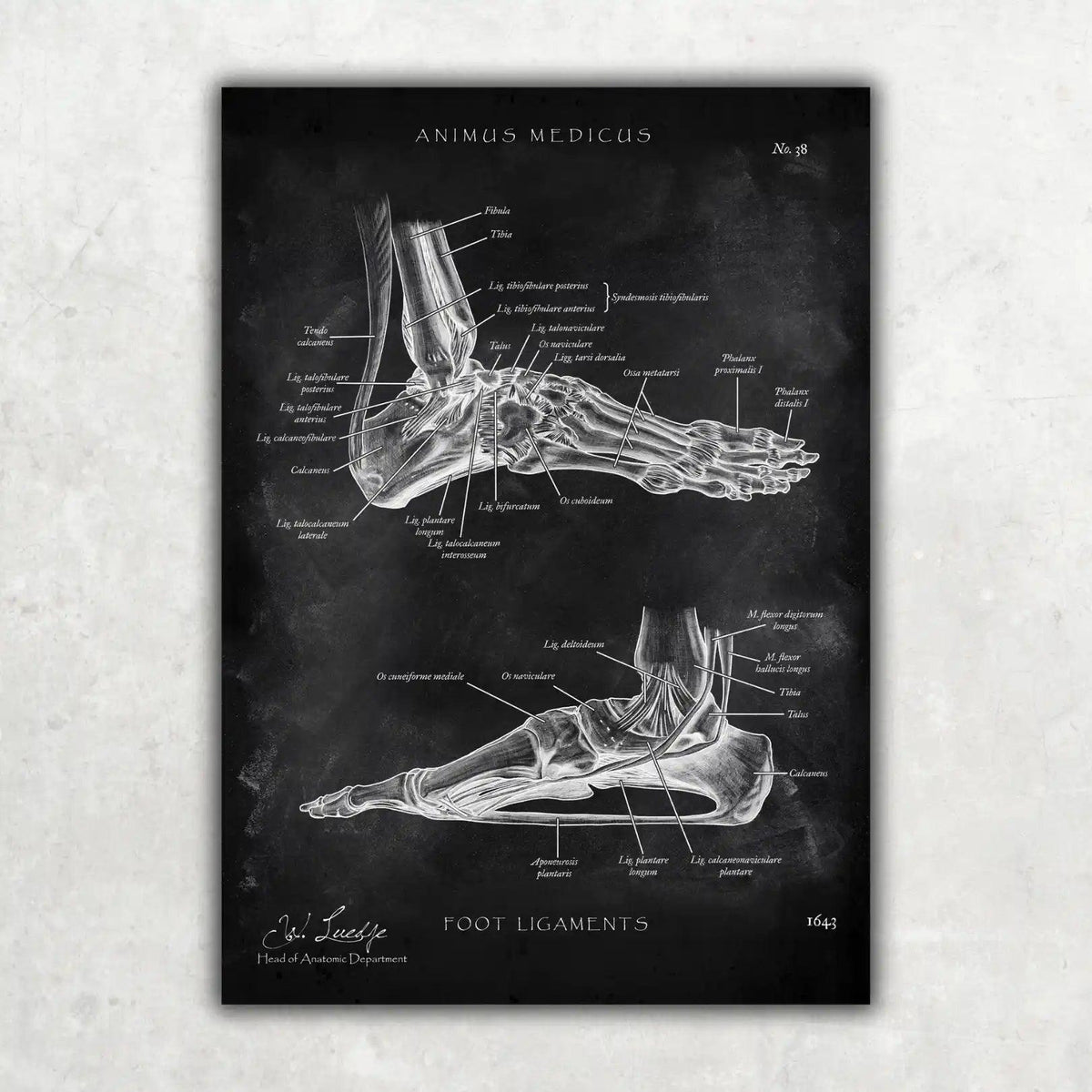 Fuß Bänder - Chalkboard - Animus Medicus GmbH