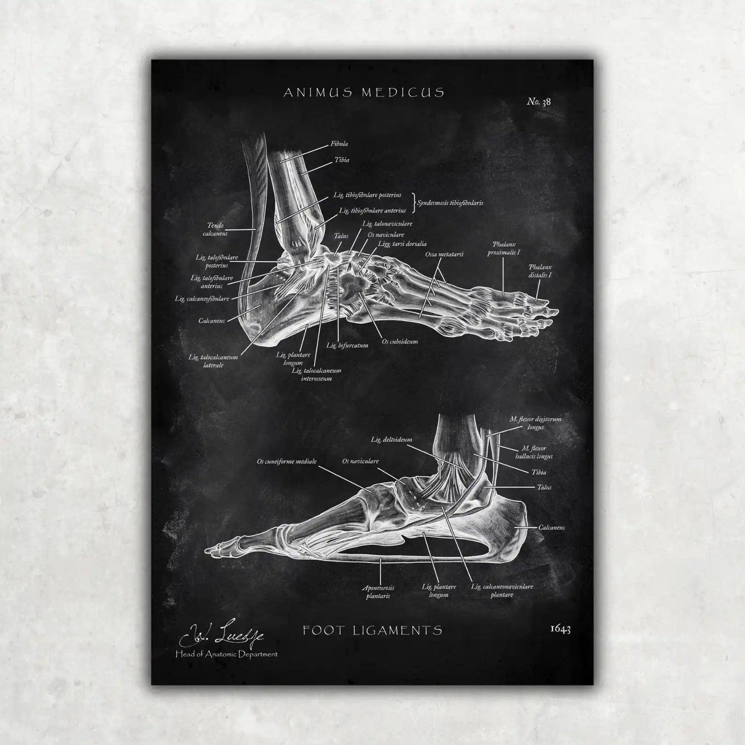 Fuß Bänder - Chalkboard - Animus Medicus GmbH