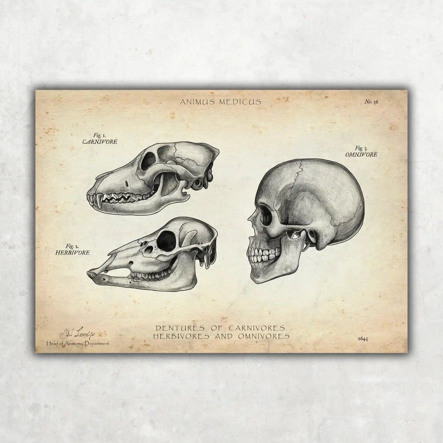 Gebiss der Säugetiere - Animus Medicus GmbH