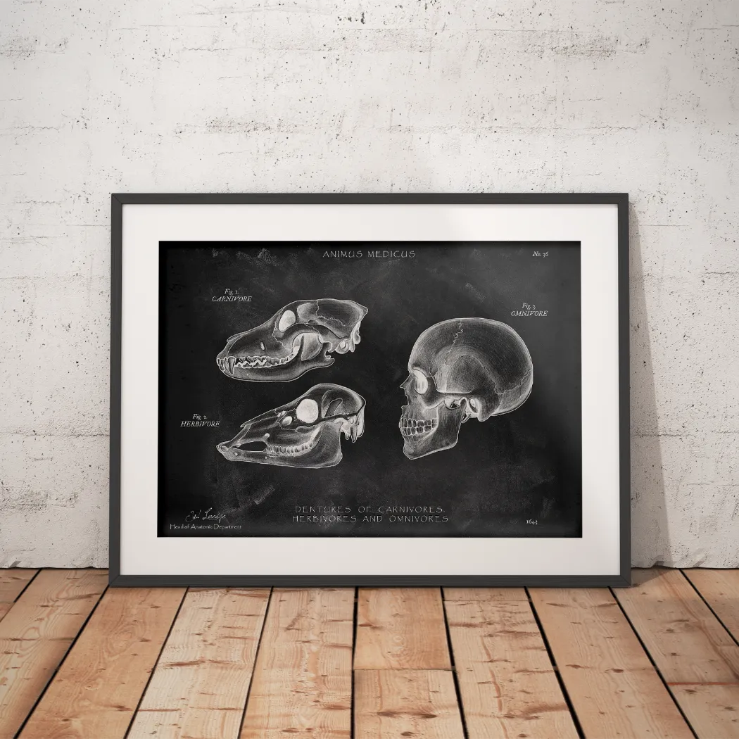 Gebiss der Säugetiere - Chalkboard - Animus Medicus GmbH