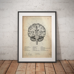 Gehirn Aufbau im Schnitt - Animus Medicus GmbH