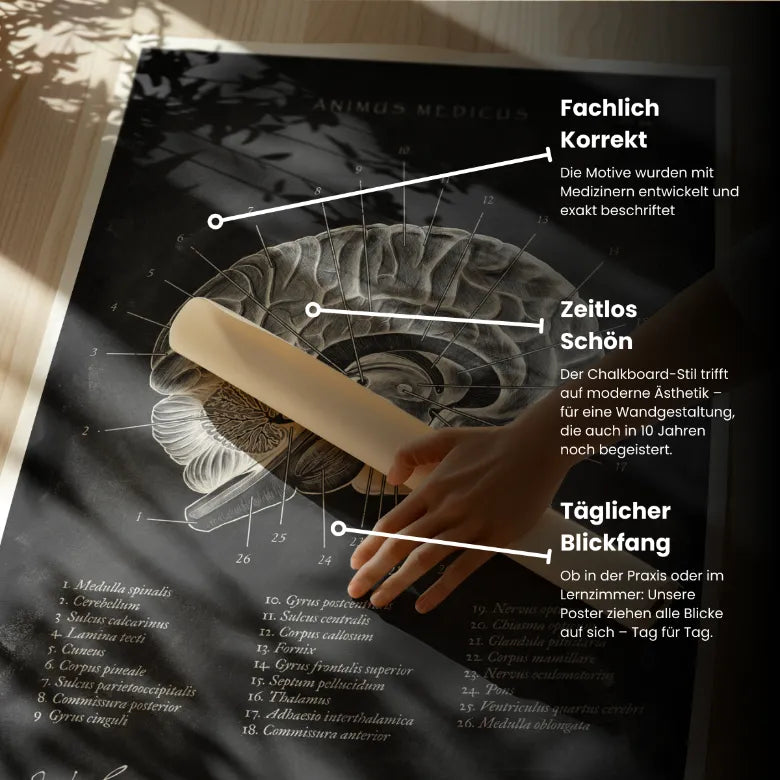 Gehirn im Sagittalschnitt - Chalkboard - Animus Medicus GmbH