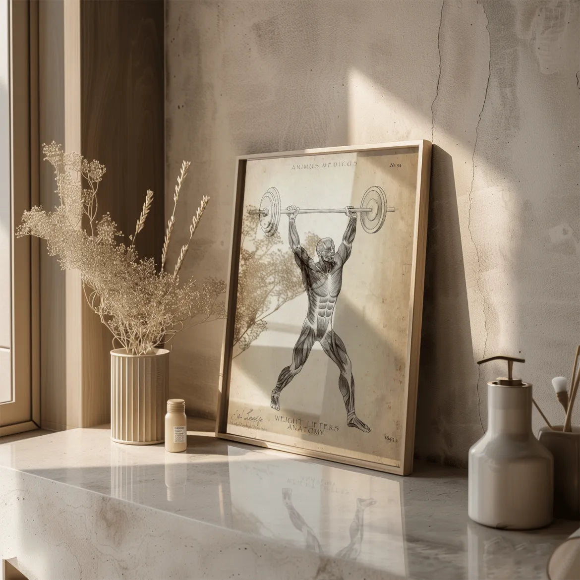 Gewichtheben Anatomie Poster - Animus Medicus GmbH