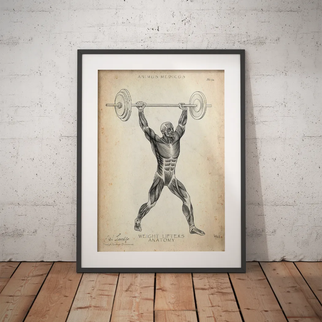 Gewichtheben Anatomie Poster - Animus Medicus GmbH