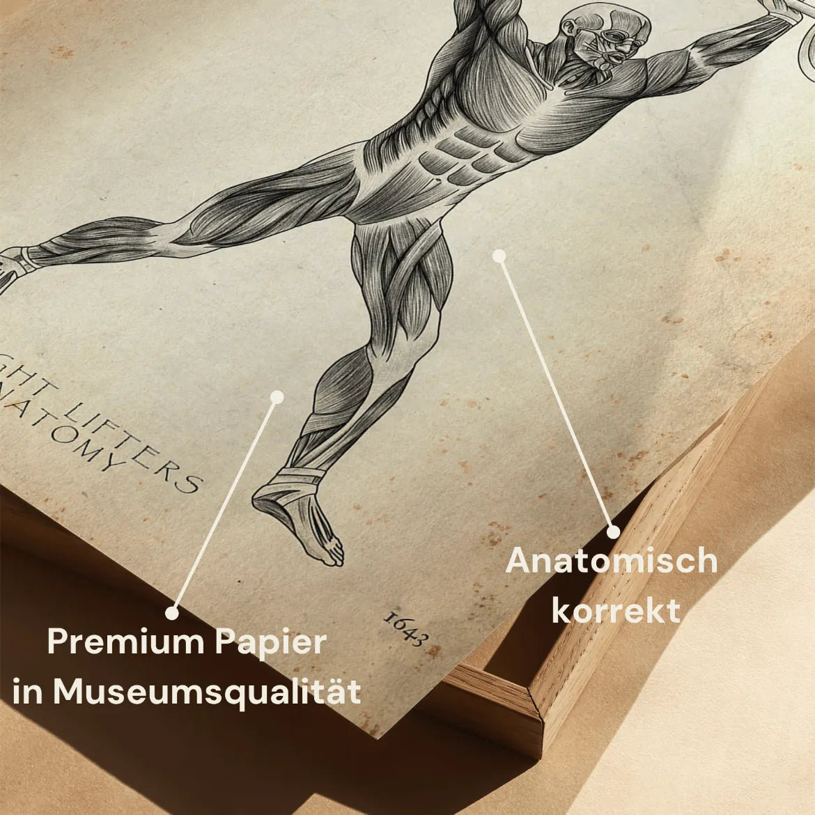 Gewichtheben Anatomie Poster - Animus Medicus GmbH