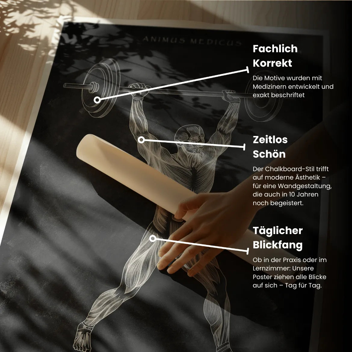 Gewichtheben Anatomie Poster - Chalkboard - Animus Medicus GmbH