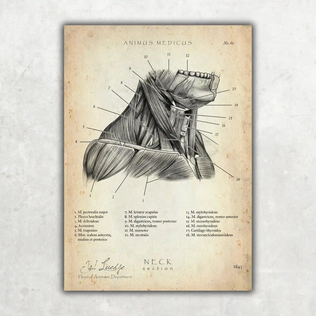 Halsmuskeln im Schnitt - Animus Medicus GmbH
