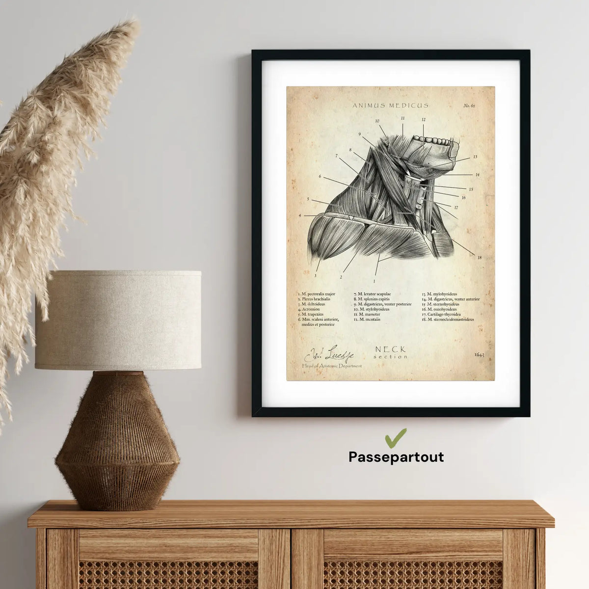 Halsmuskeln im Schnitt - Animus Medicus GmbH