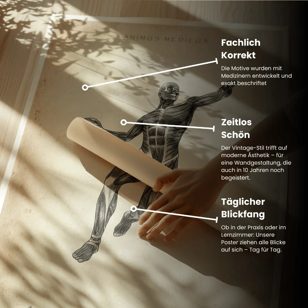 Handball Anatomie Poster - Animus Medicus GmbH