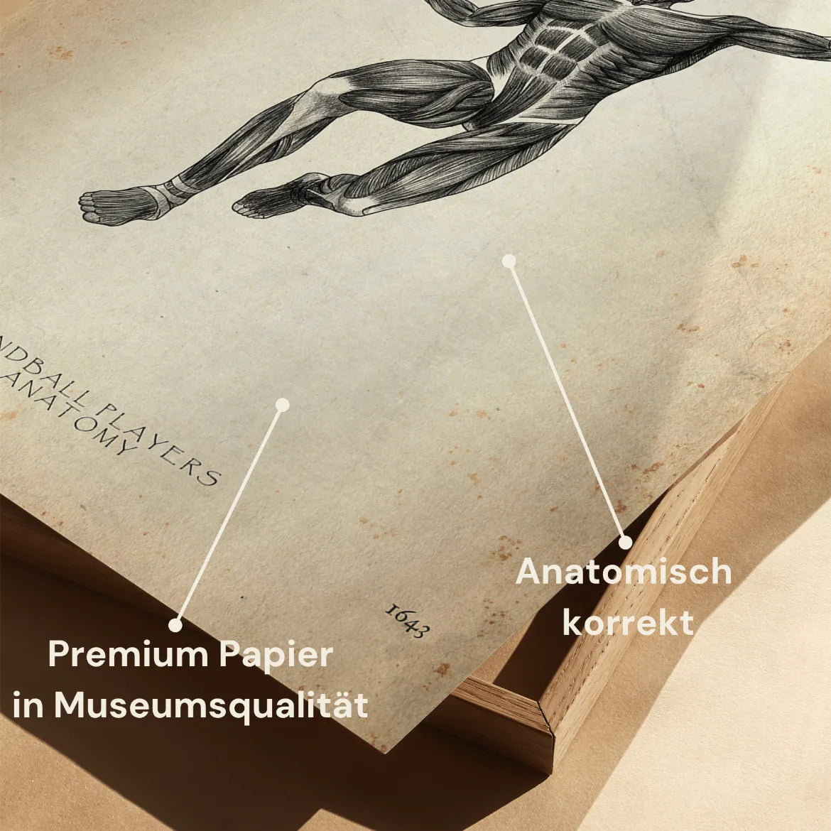 Handball Anatomie Poster - Animus Medicus GmbH