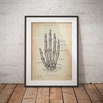 Handknochen Anatomie - Animus Medicus GmbH