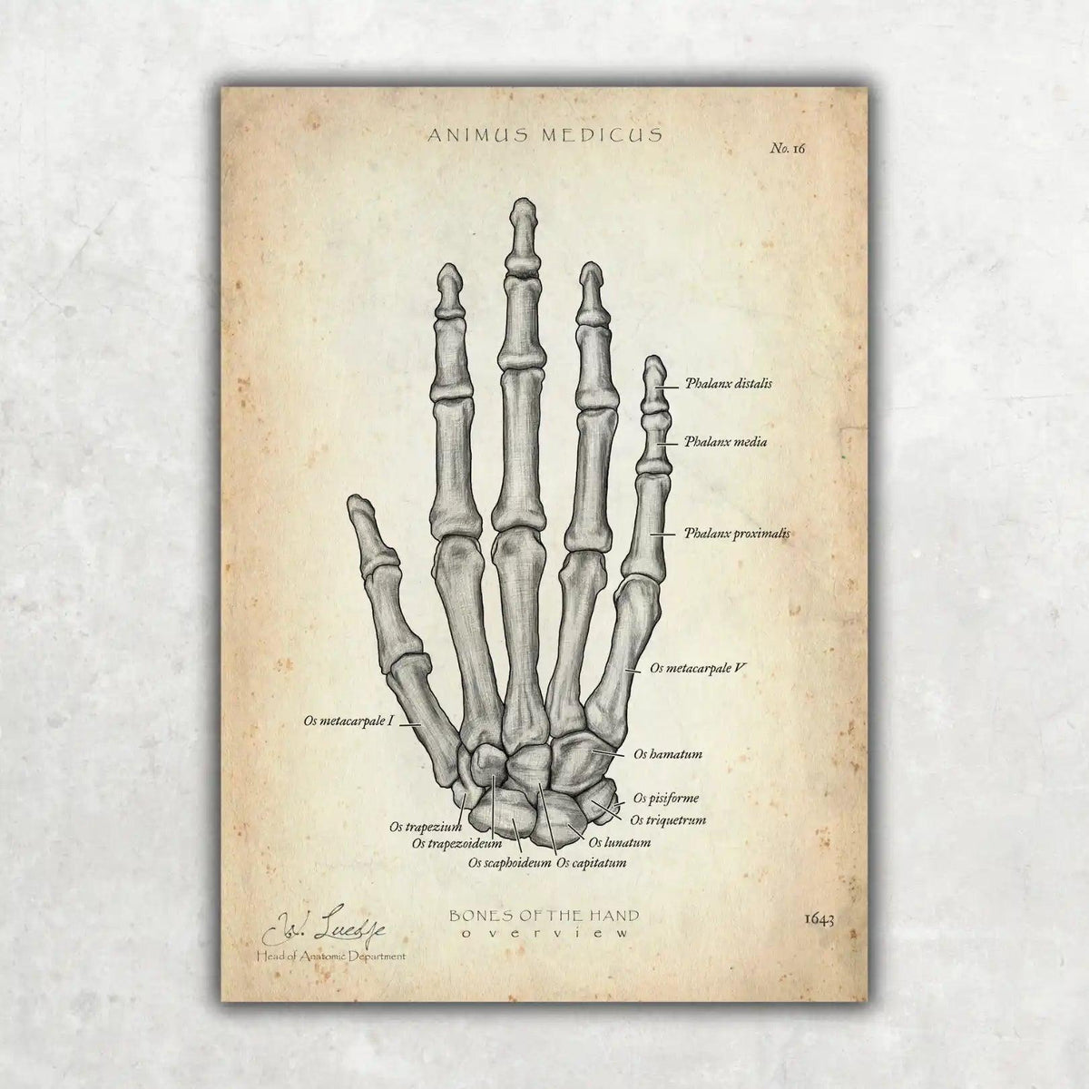 Handknochen Anatomie - Animus Medicus GmbH