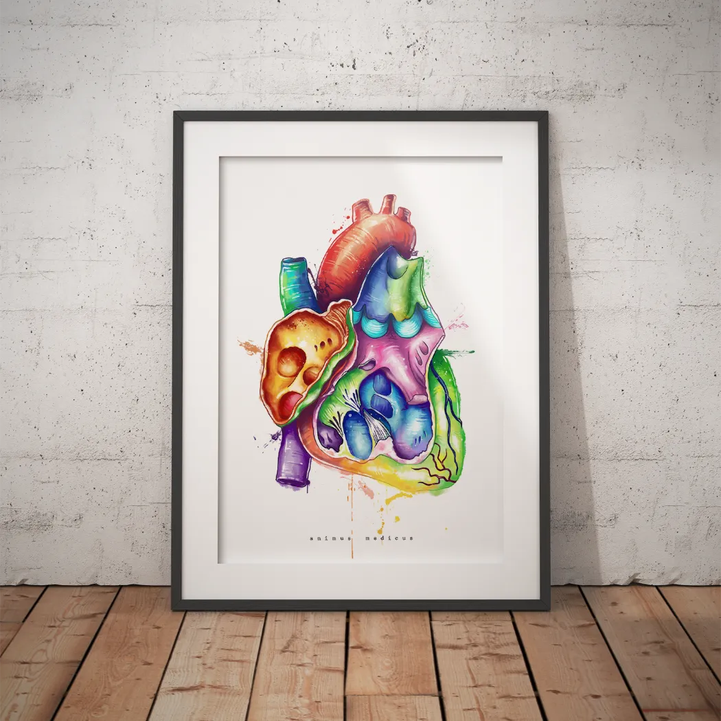 Herz im Schnitt Anatomie - Rainbow - Animus Medicus GmbH