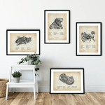 HNO Sammlung - Animus Medicus GmbH