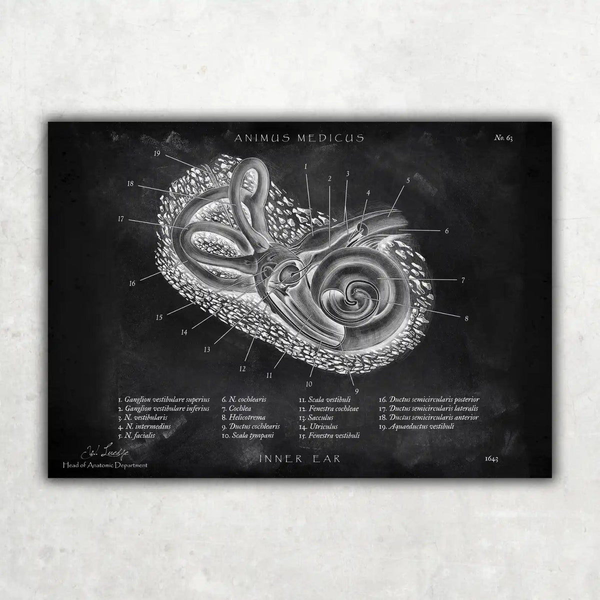 HNO Sammlung - Chalkboard - Animus Medicus GmbH