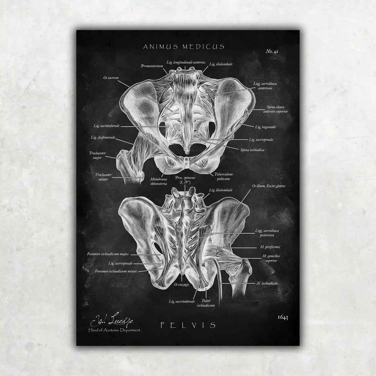 Hüftgelenk Anatomie - Chalkboard - Animus Medicus GmbH