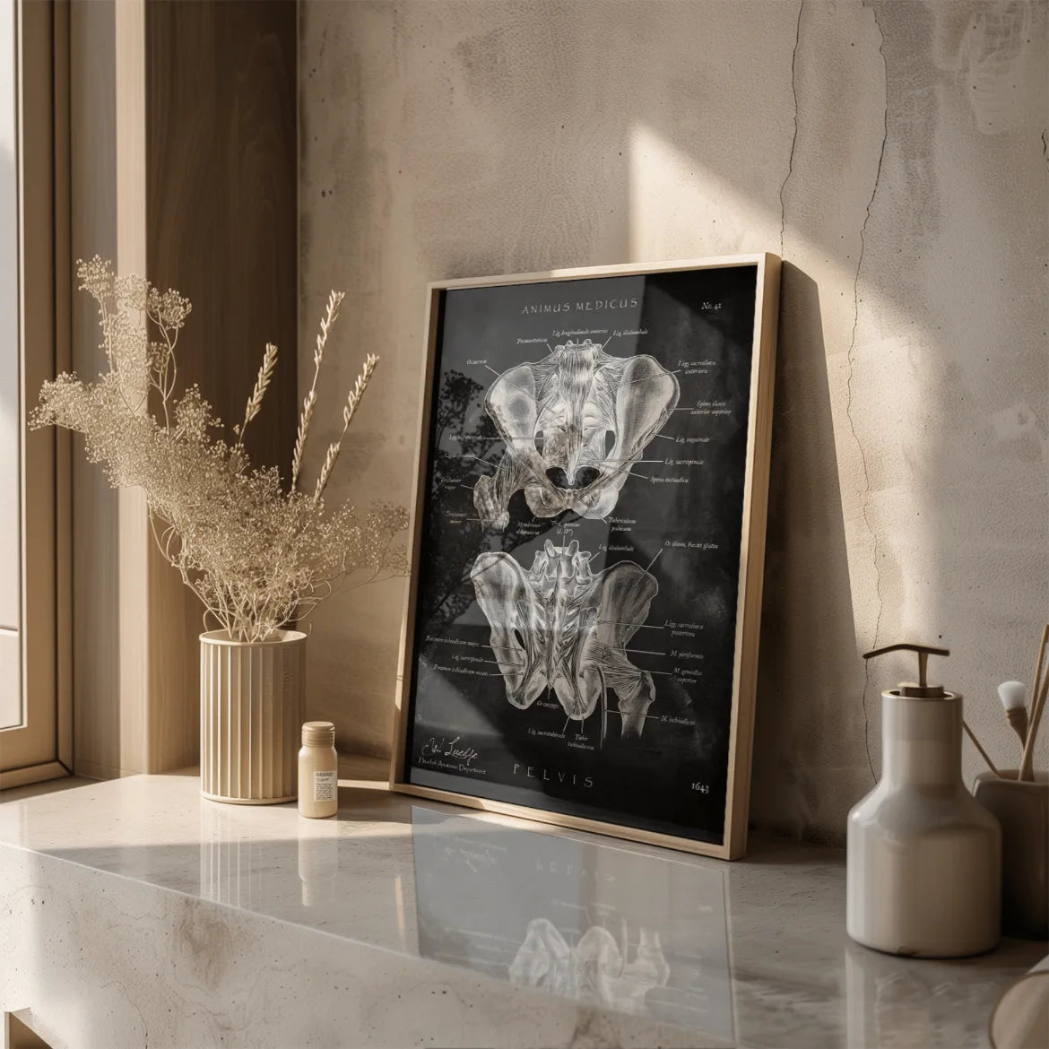 Hüftgelenk Anatomie - Chalkboard - Animus Medicus GmbH