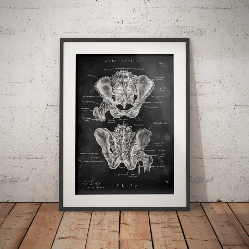 Hüftgelenk Anatomie - Chalkboard - Animus Medicus GmbH