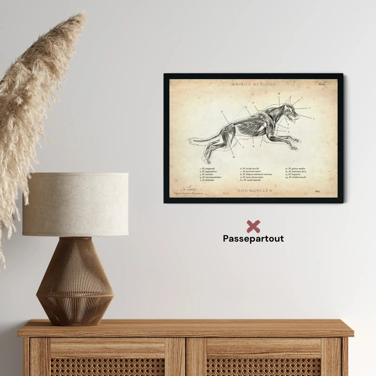 Hunde Muskulatur - Animus Medicus GmbH