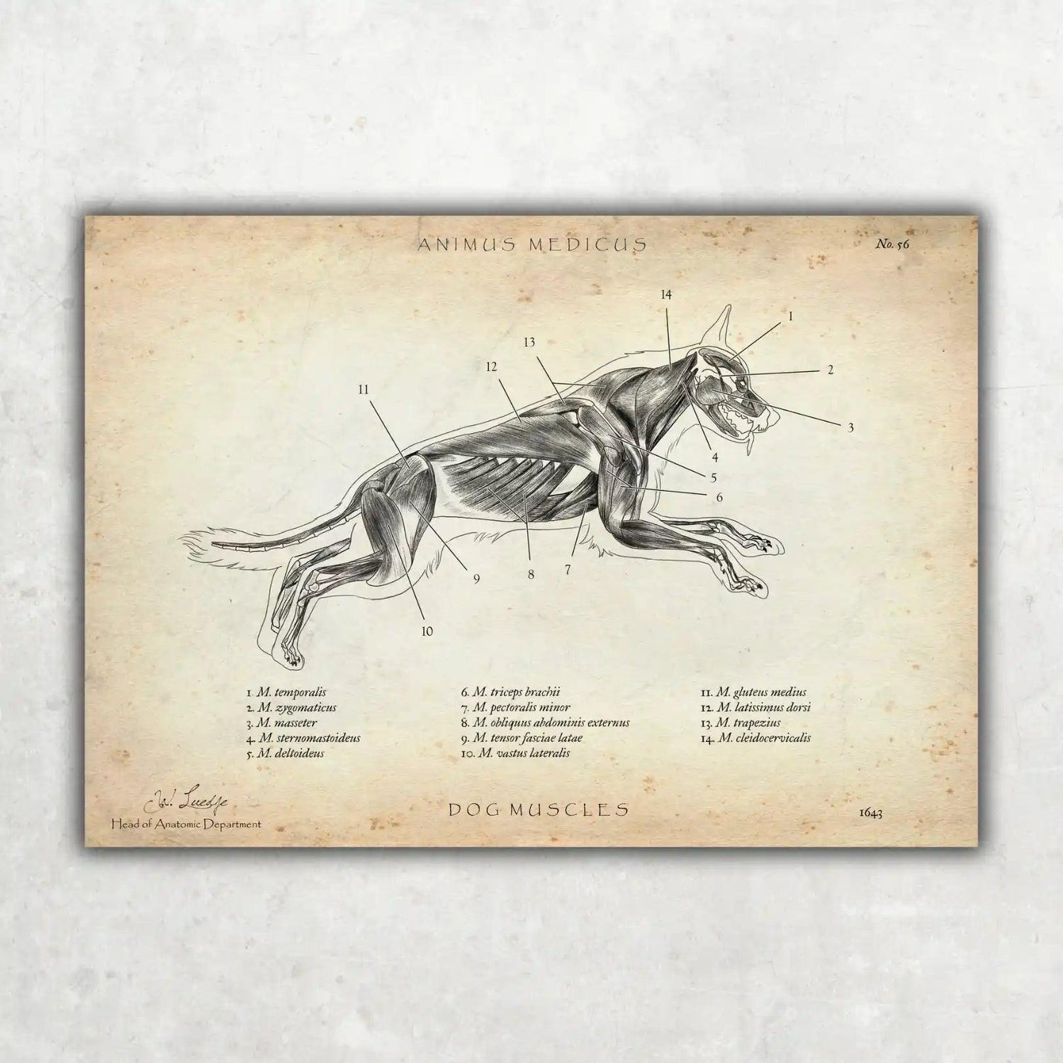 Hunde Muskulatur - Animus Medicus GmbH