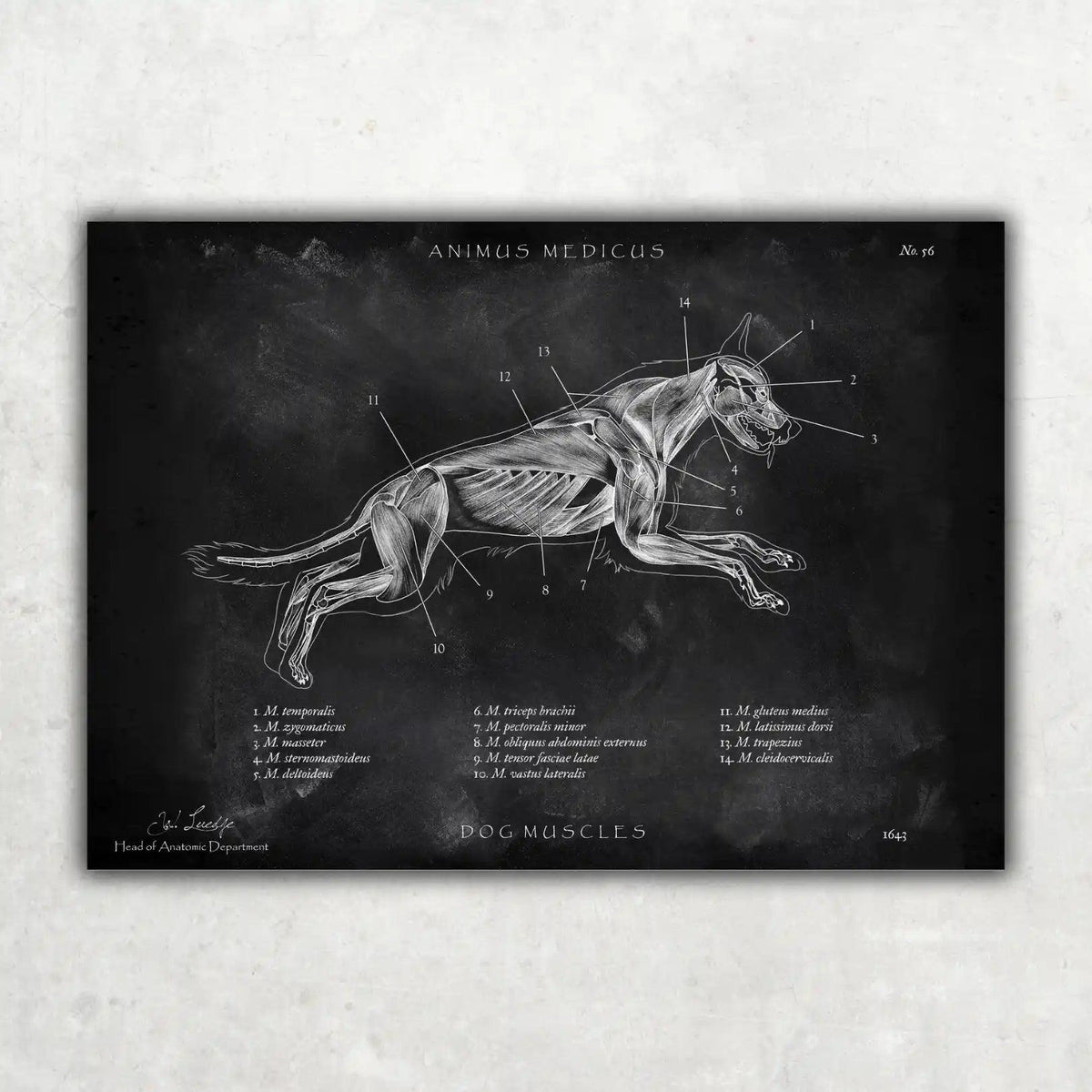 Hunde Muskulatur - Chalkboard - Animus Medicus GmbH