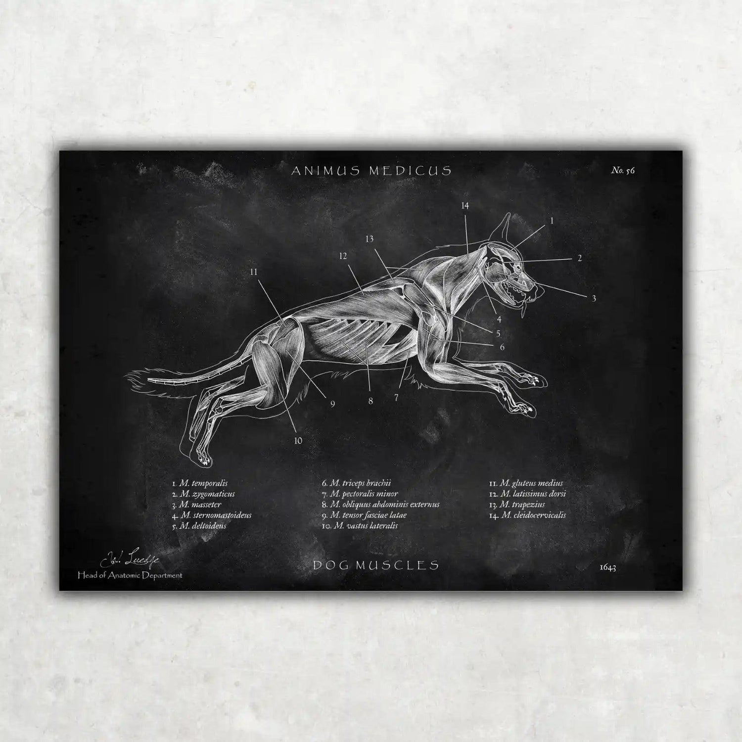 Hunde Muskulatur - Chalkboard - Animus Medicus GmbH
