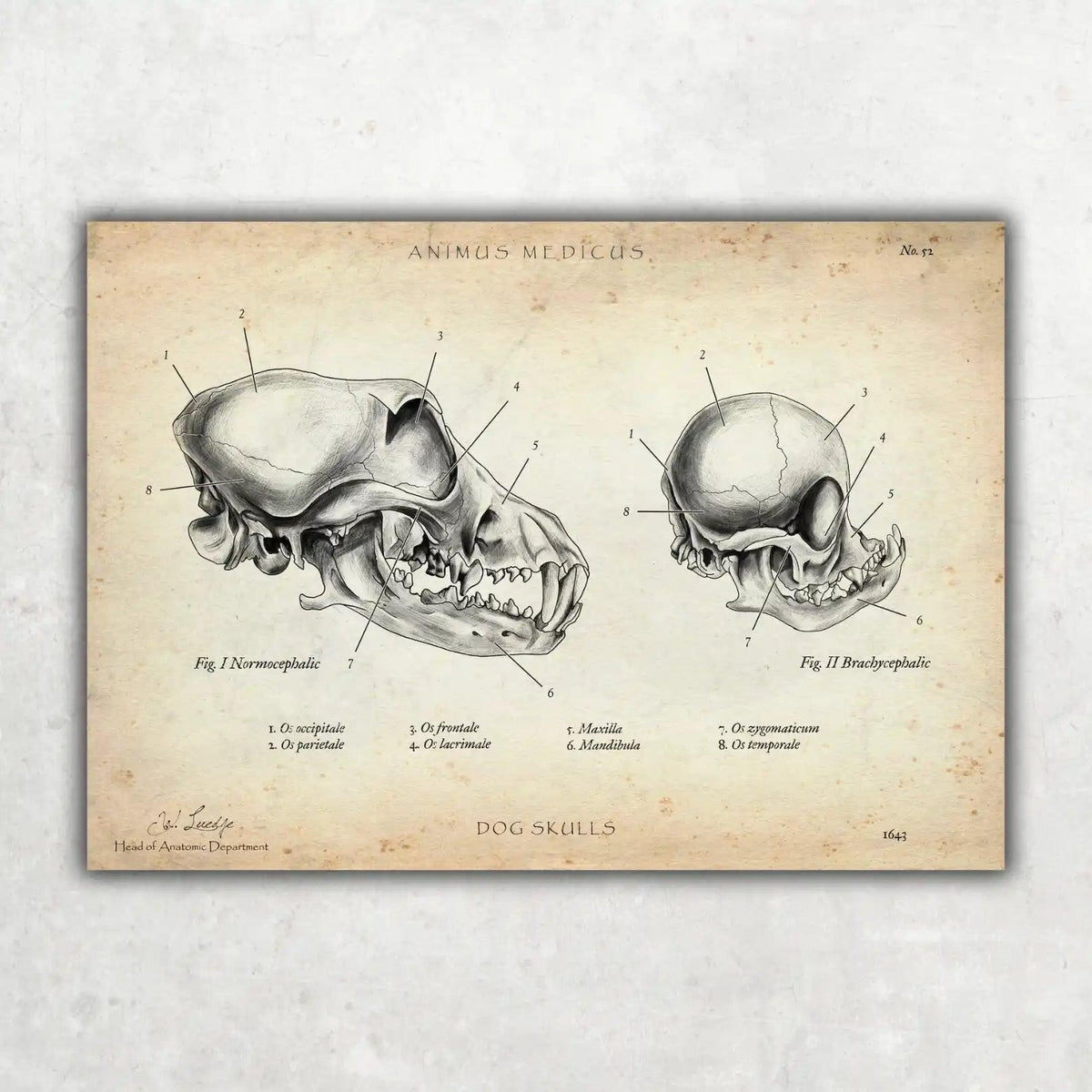 Hunde Schädel - Animus Medicus GmbH