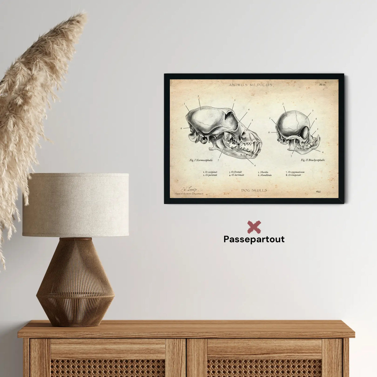 Hunde Schädel - Animus Medicus GmbH
