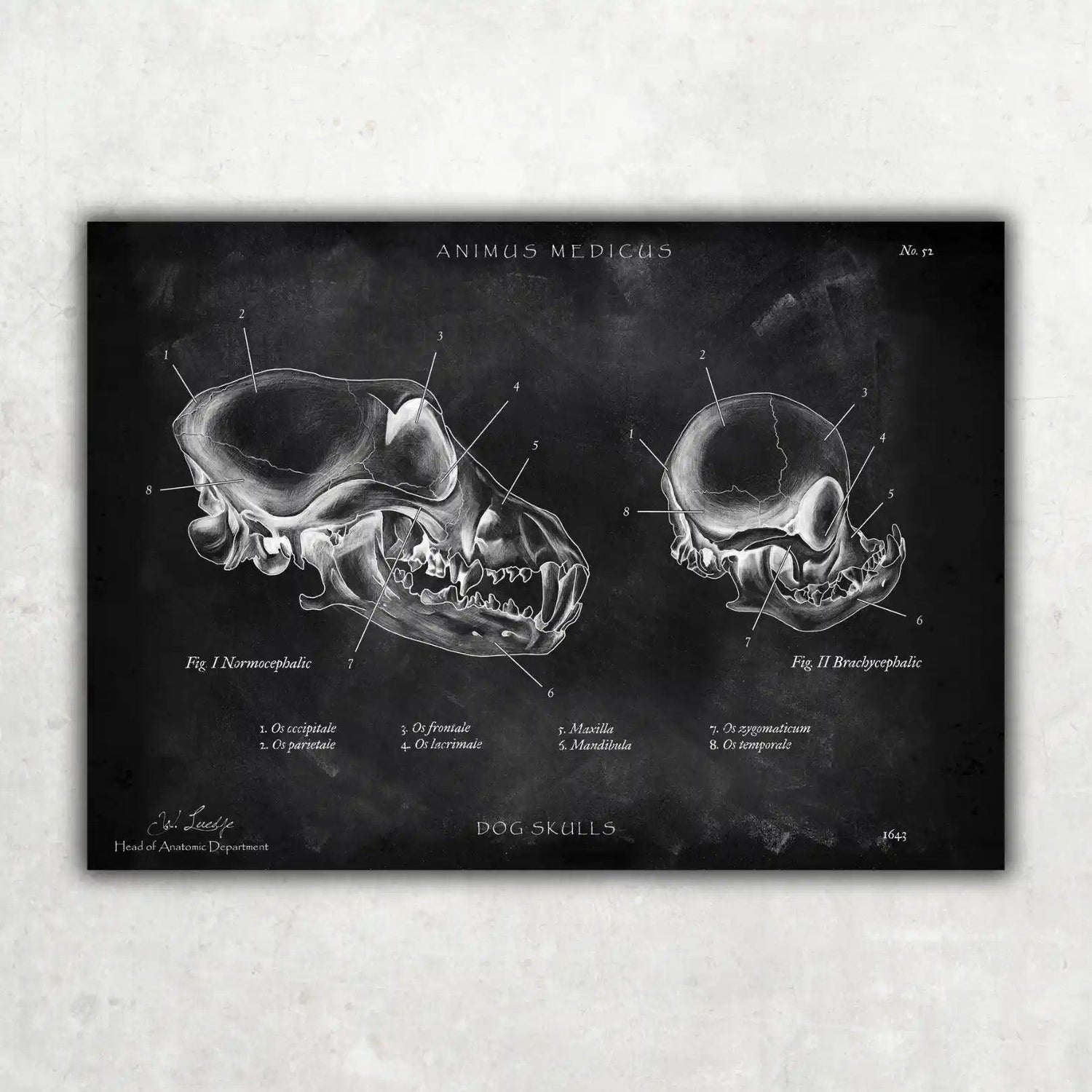 Hunde Schädel - Chalkboard - Animus Medicus GmbH