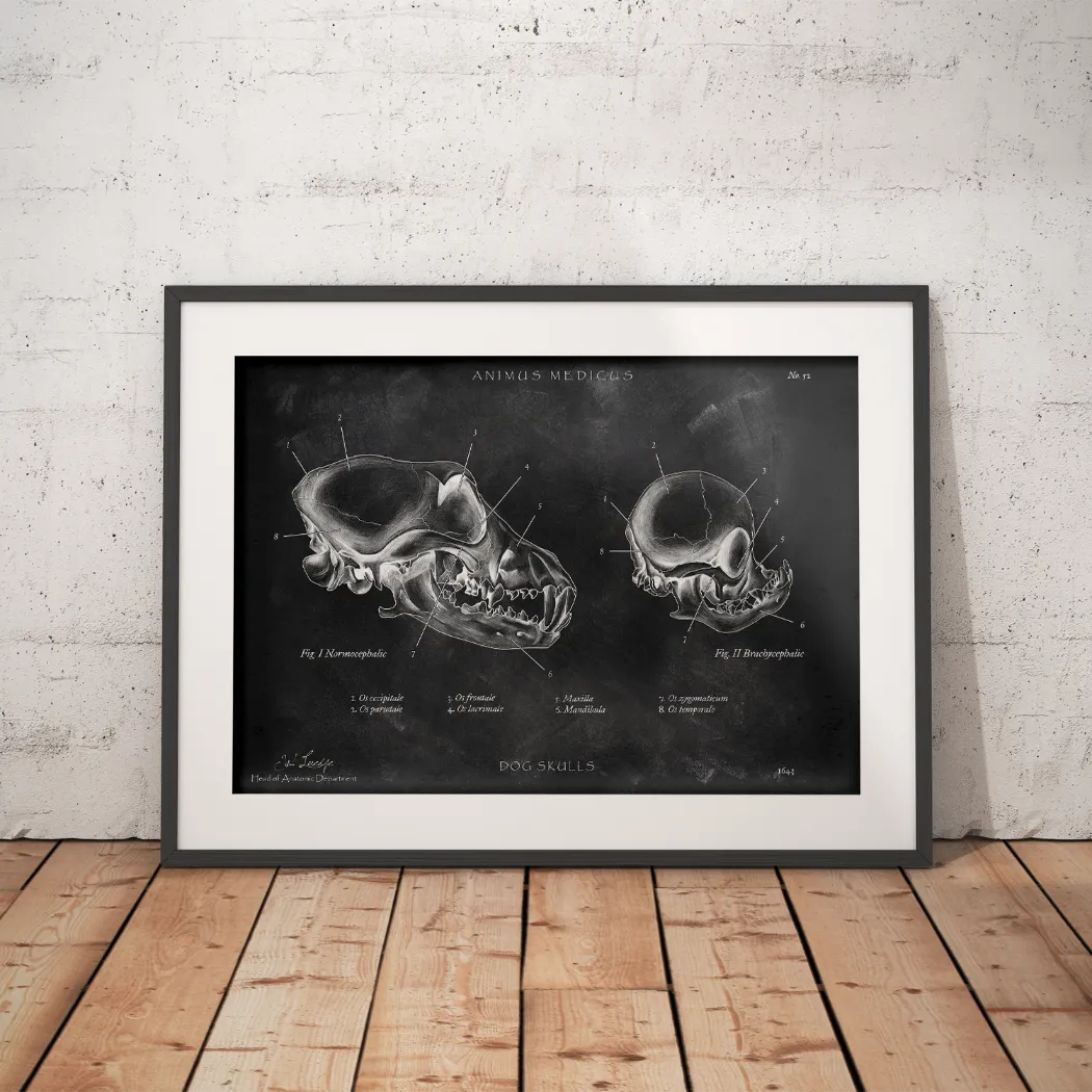 Hunde Schädel - Chalkboard - Animus Medicus GmbH