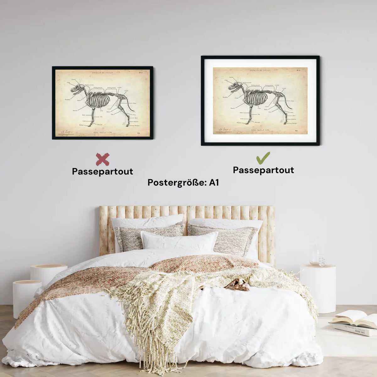 Hunde Skelett - Animus Medicus GmbH