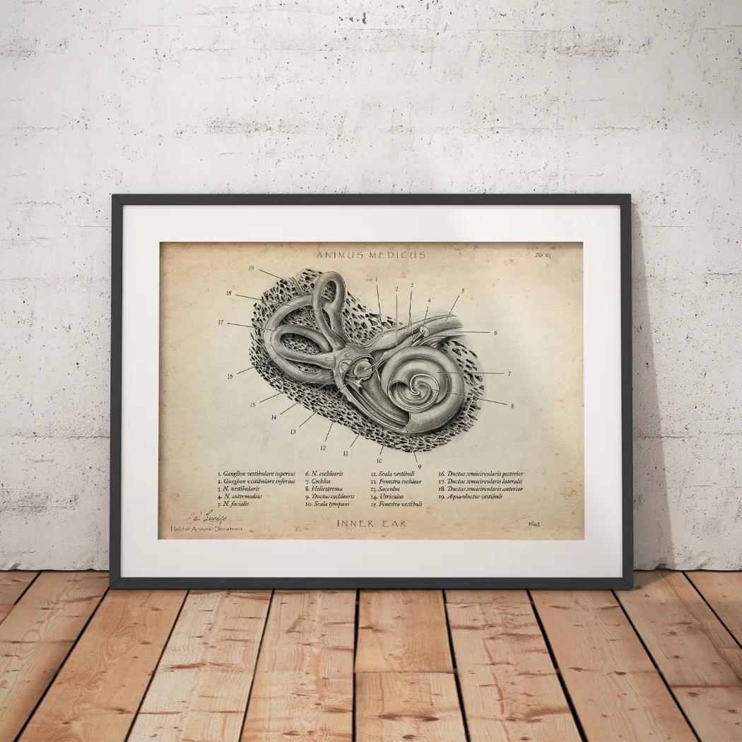 Innenohr Anatomie - Animus Medicus GmbH