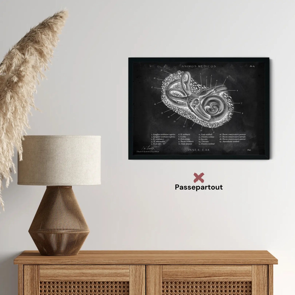 Innenohr Anatomie - Chalkboard - Animus Medicus GmbH