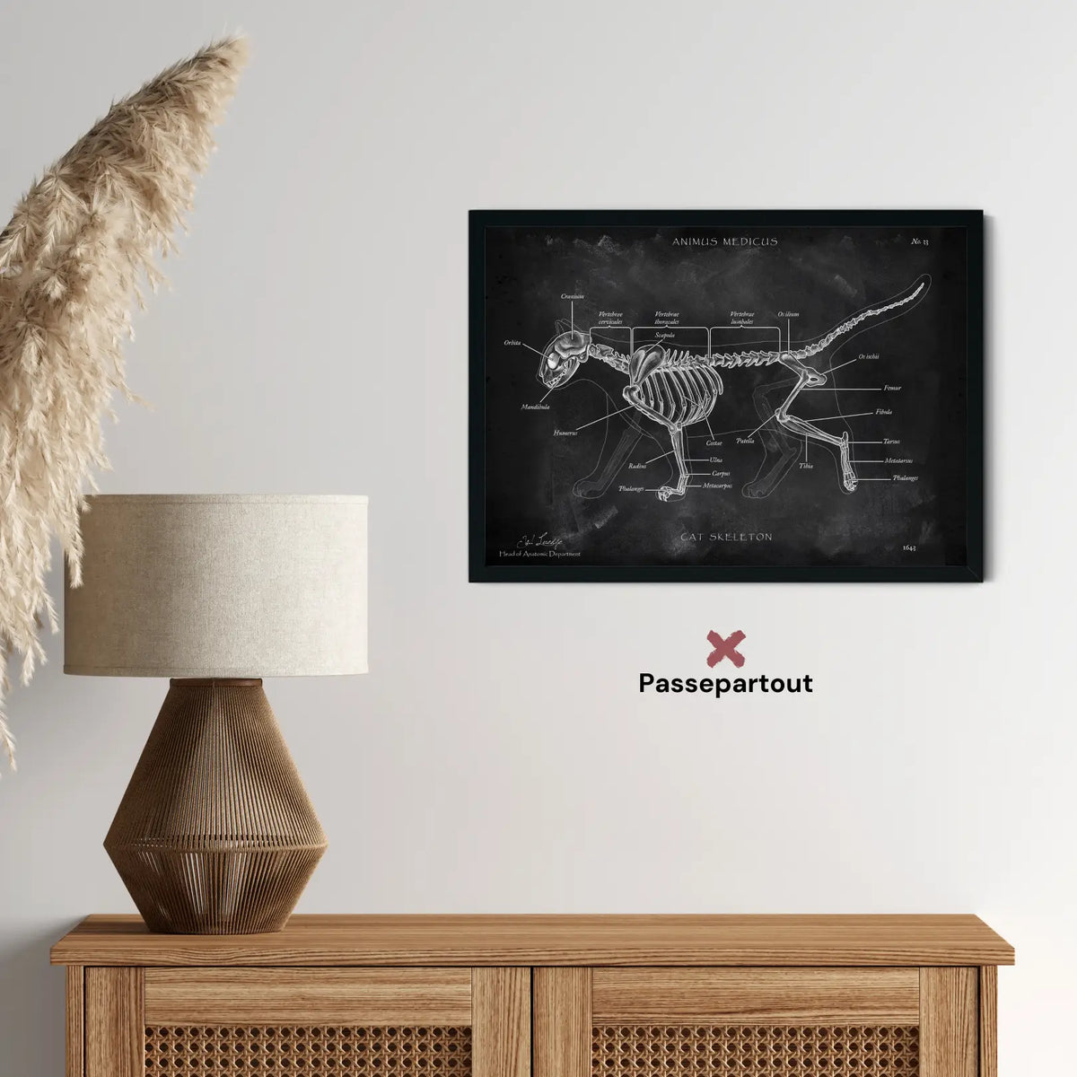 Katzen Skelett - Chalkboard - Animus Medicus GmbH