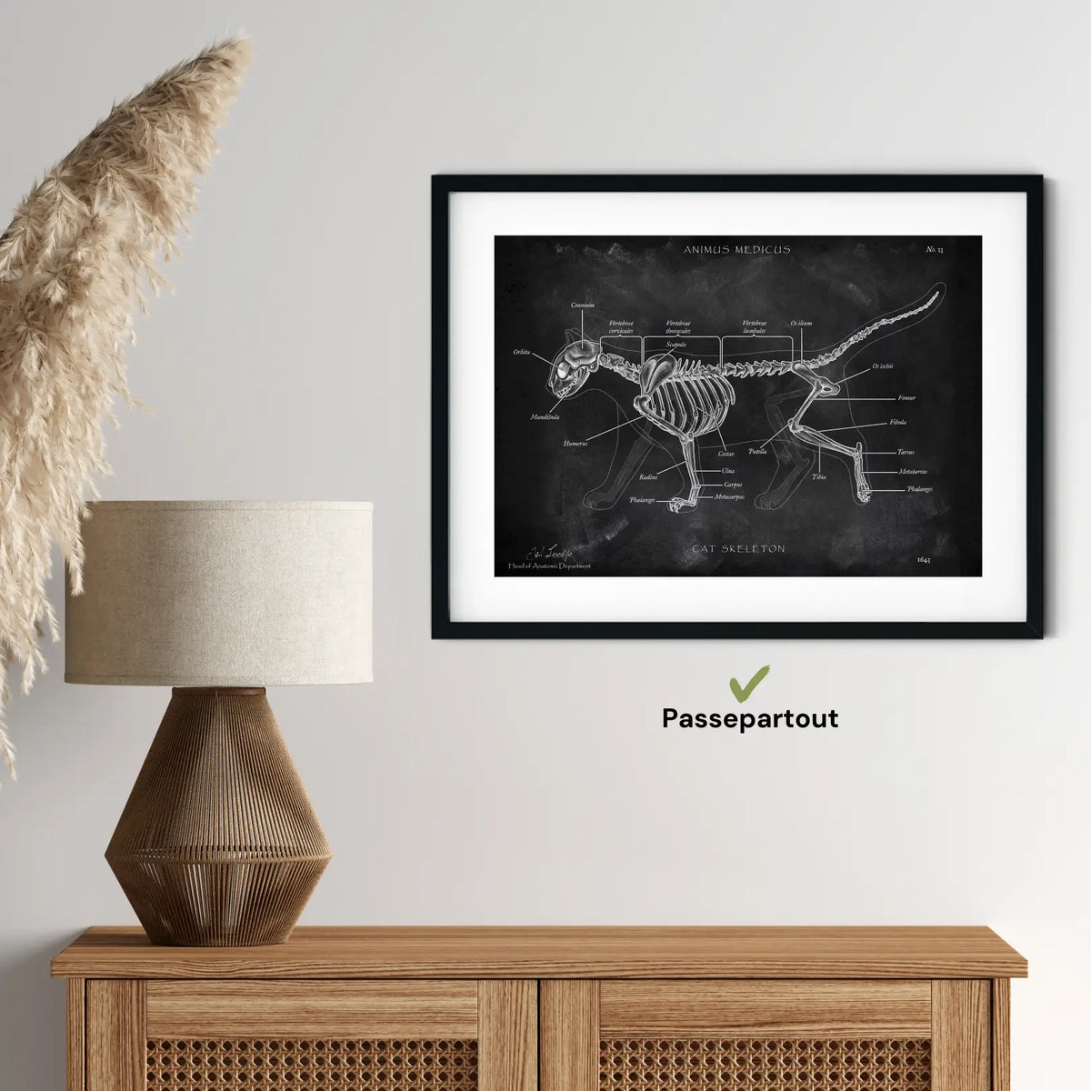 Katzen Skelett - Chalkboard - Animus Medicus GmbH