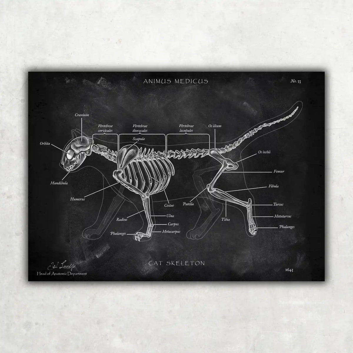 Katzen Skelett - Chalkboard - Animus Medicus GmbH