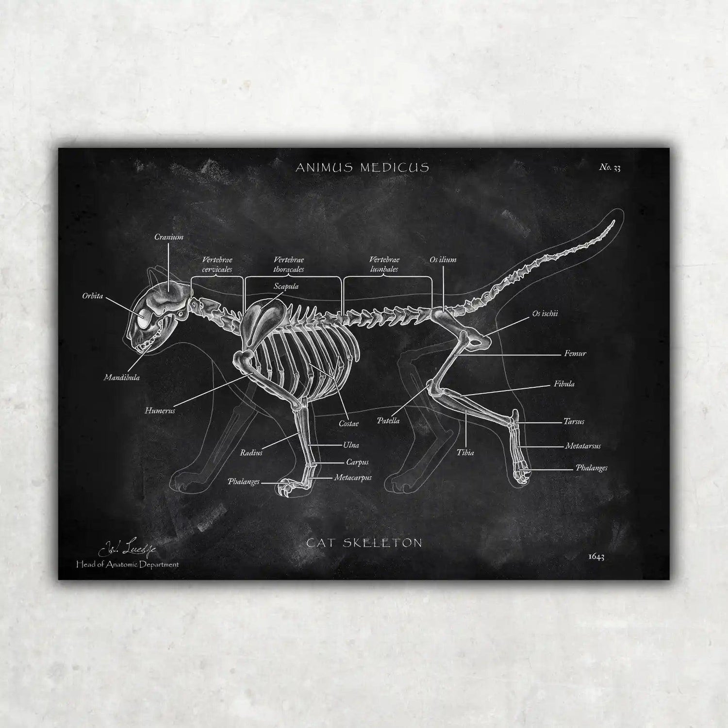 Katzen Skelett - Chalkboard - Animus Medicus GmbH
