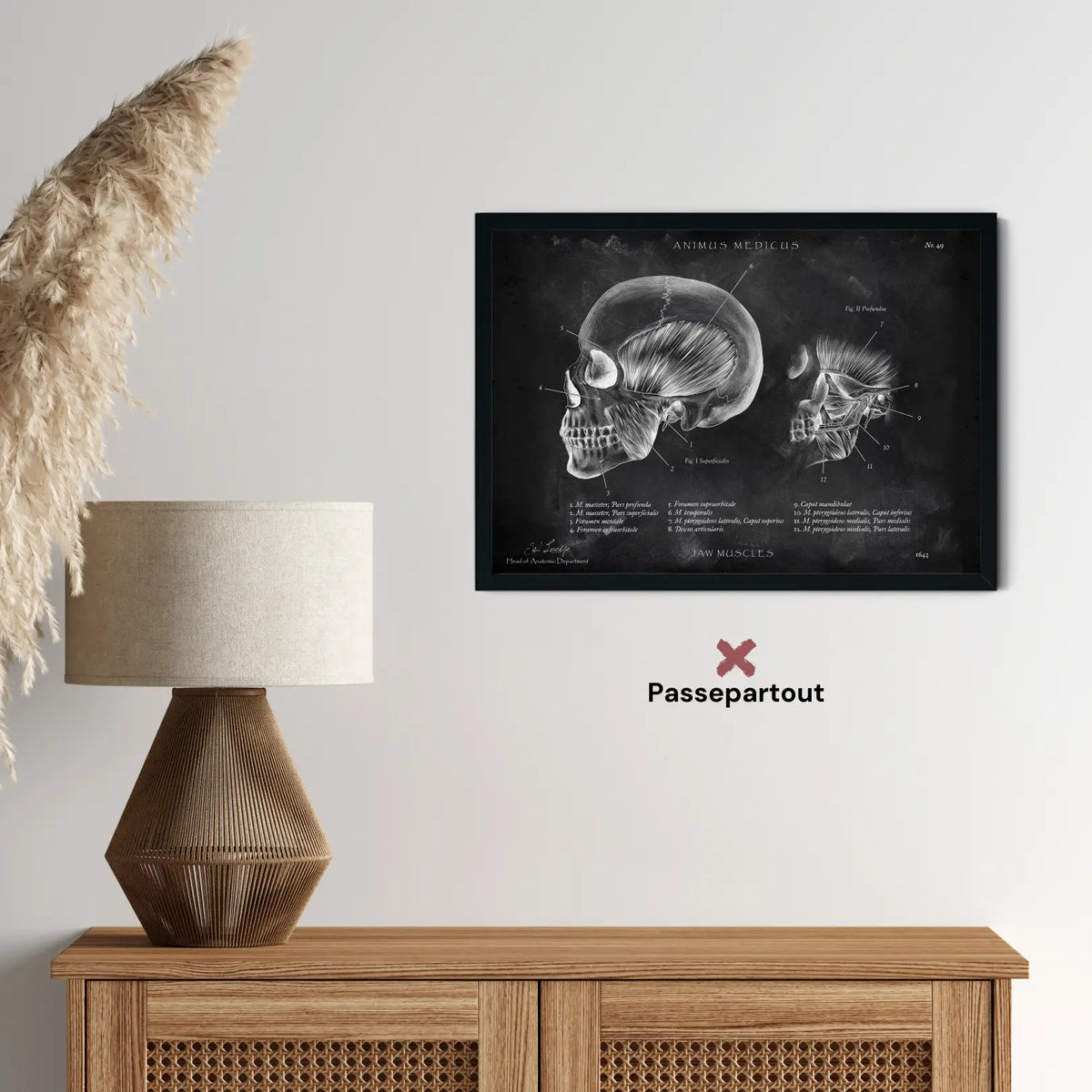 Kaumuskulatur Anatomie - Chalkboard - Animus Medicus GmbH