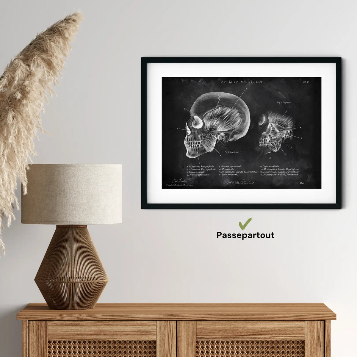 Kaumuskulatur Anatomie - Chalkboard - Animus Medicus GmbH