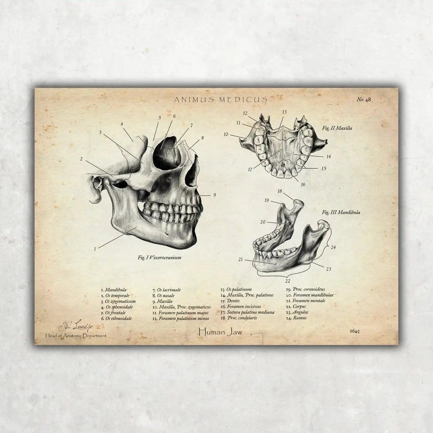 Kiefergelenk Anatomie - Animus Medicus GmbH