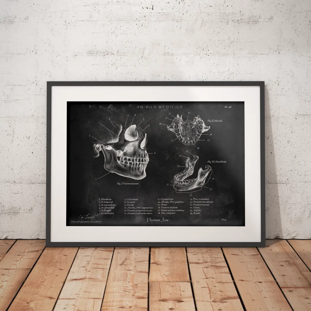 Kiefergelenk Anatomie - Chalkboard - Animus Medicus GmbH